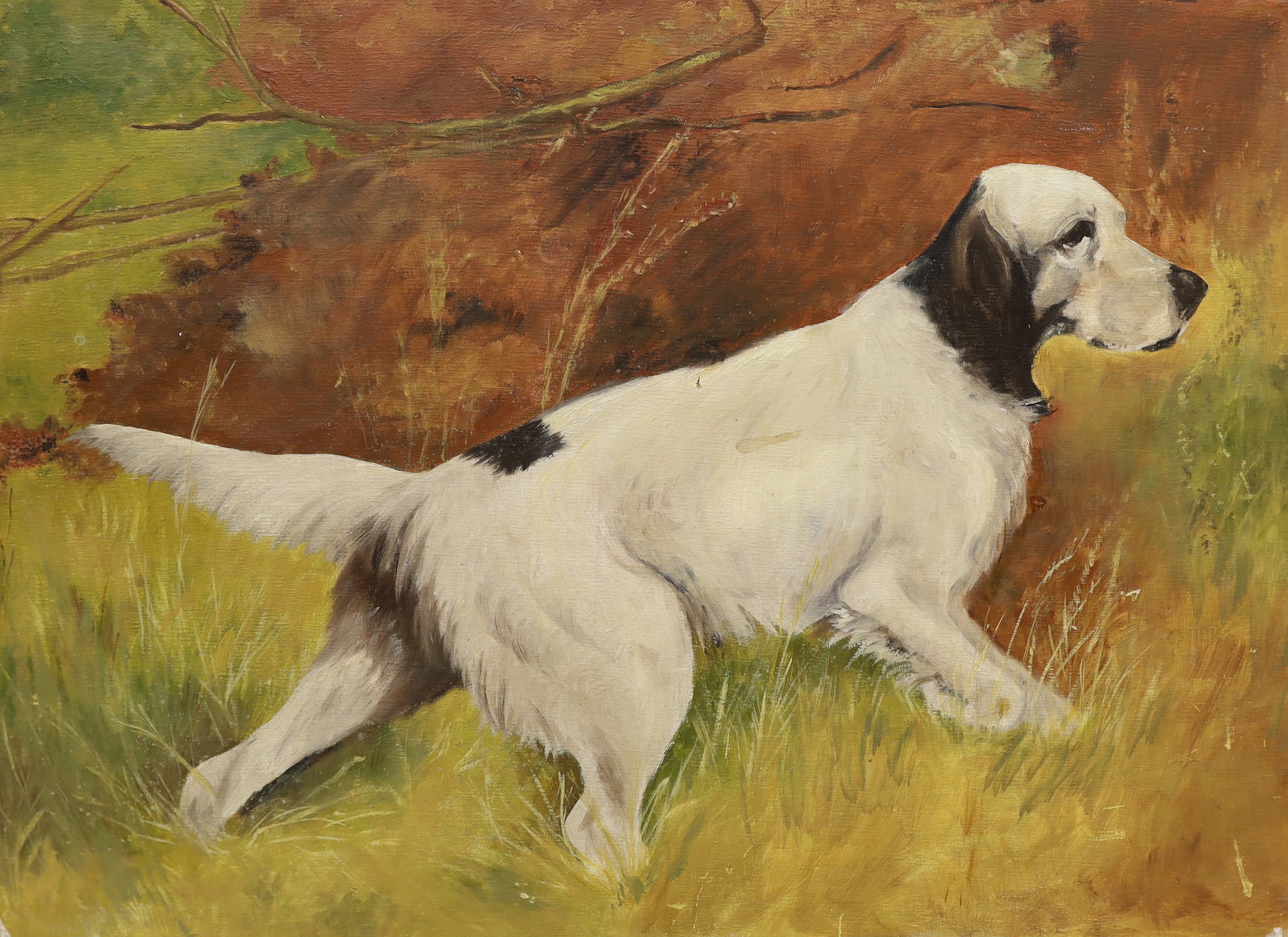 Jean Cooke, oil on board, Study of an English Setter, various inscriptions verso, unframed 51 x 69cm